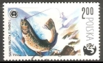 Stamps Poland -  Salmo trutta F. Fario L