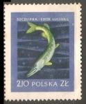 Stamps Poland -  Esox