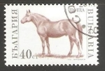 Sellos del Mundo : Europa : Bulgaria : Equus ferus caballus