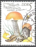Stamps Germany -  Setas comestibles de Europa(Leccinum testaceo scabrum)DDR.