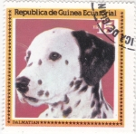 Sellos de Africa - Guinea Ecuatorial -  perro de raza- Dalmata