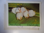 Stamps Costa Rica -  Flora y Fauna 86 - Ectophylla Alba