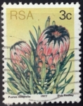 Stamps South Africa -  Protea