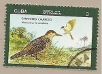 Sellos de America - Cuba -  Aves endémicas - Carpintero churroso