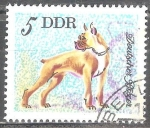 Stamps Germany -  Perros-Boxeador aleman(DDR).