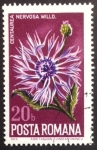 Sellos de Europa - Rumania -  Centaurea Nervosa
