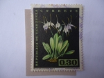 Stamps Venezuela -  Flora: Masdevallia Tovarensis Rchb.