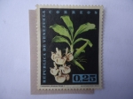 Stamps Venezuela -  Flora: Catasetum pieatum Rchb