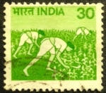 Stamps India -  Arrozal 