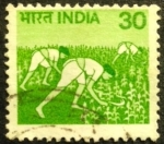 Stamps : Asia : India :  Arrozal 