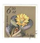 Stamps Poland -  Litbops belmutii