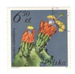 Stamps Poland -  Nopalea Cochenillifera