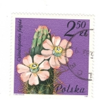 Stamps Poland -  Cylindropuntia fulgida