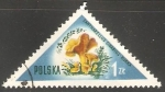 Stamps Poland -  Cantharellus cibarius