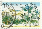 Stamps Belgium -  PROTECCIÓN DE LA NATURALEZA. CARDO MARINO, Eryngium maritimum. YVERT BE 1409