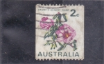 Stamps Australia -  flores- rosa del desierto