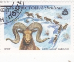 Stamps Asia - Uzbekistan -  ARGALI-OVEJA SALVAJE