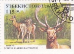 Stamps Uzbekistan -  CIERVO
