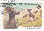 Stamps Asia - Uzbekistan -  CARNERO SALVAJE