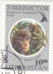 Stamps Asia - Uzbekistan -  MACACOS