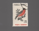 Stamps Romania -  pyrrhula