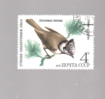 Stamps Russia -  pajaros