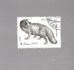 Stamps Russia -  zorro
