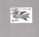 Stamps Russia -  patos