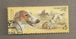 Stamps Russia -  Perro raza borzoi ruso