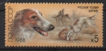 Stamps Russia -  GALGO  RUSO  PARA  LA  CAZA