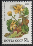 Stamps Russia -  FICARIA  VERNA