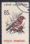 Stamps Romania -  AVES-LOXIA LEUCOPTERA