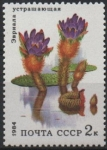Stamps Russia -  PLANTAS  ACUÁTICAS.  EURIOLA.