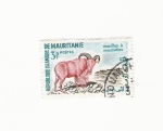 Stamps Africa - Mauritania -  Mouflon a manchelles