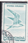 Stamps Romania -  AVES-STERNA HIRUNDO