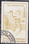 Stamps Romania -  AVES-AVOSETTA