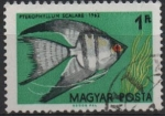Stamps Hungary -  PECES.  PTEROPHYLLUM  SCALARE.