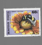 Stamps Hungary -  GIRASOL Y ABEJA