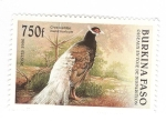 Stamps Burkina Faso -  Faisán orejudo pardo