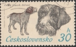 Stamps : Europe : Czechoslovakia :  Cesky Fousek-Belous