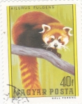 Stamps Hungary -  PANDA ROJO