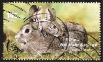 Stamps Germany -  2458 - Conejos