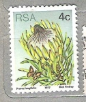 Stamps South Africa -  1977 Flora - Protea Plants