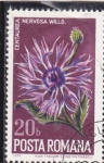 Stamps Romania -  FLORES-CENTAUREA NERVOSA