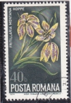 Stamps Romania -  FLORES-FRITILLARIA MONTANA