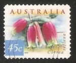 Sellos de Oceania - Australia -  COrrea reflexa