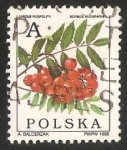 Sellos del Mundo : Europa : Polonia : azarollo