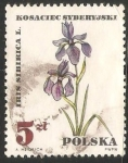 Stamps Poland -  Iris sibirica, planta médica