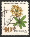 Stamps Poland -  Azalea pontica