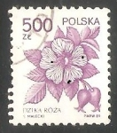 Stamps Poland -  Rosa canina
